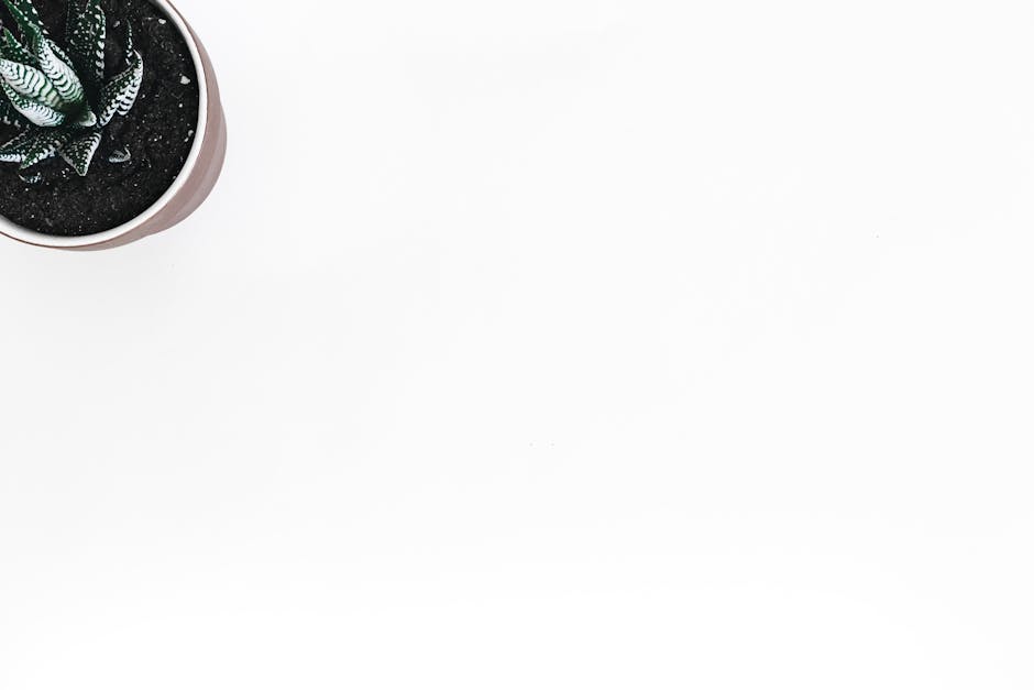 Healthy green succulent plant